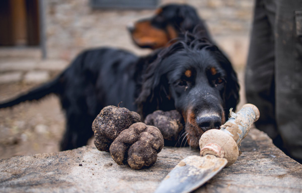 Perro olfateando trufa recién cogida