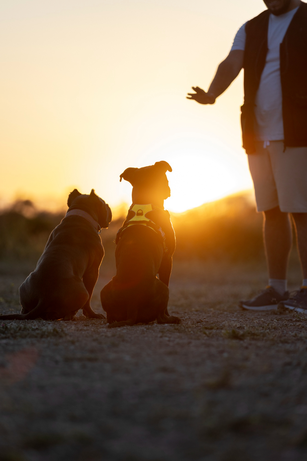 Adiestrador de perros con perros sentados